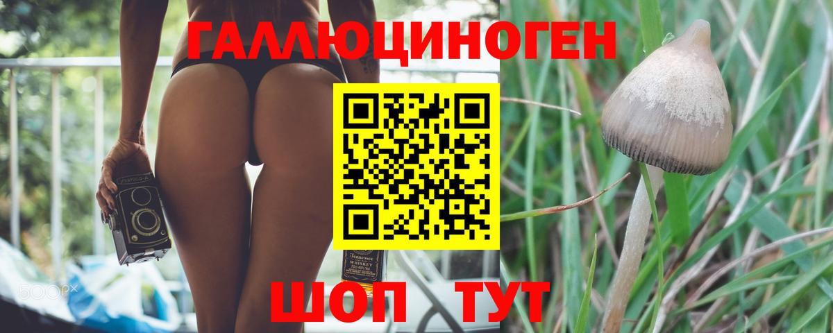 Галлюциногенные грибы Psilocybe  Каменка 